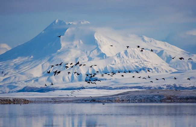 Birds migrating over a lagoon and next to a snow covered mountain in Alaska.