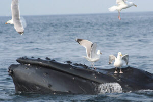 Gulls land on the head of a humpback whale in the ocean.