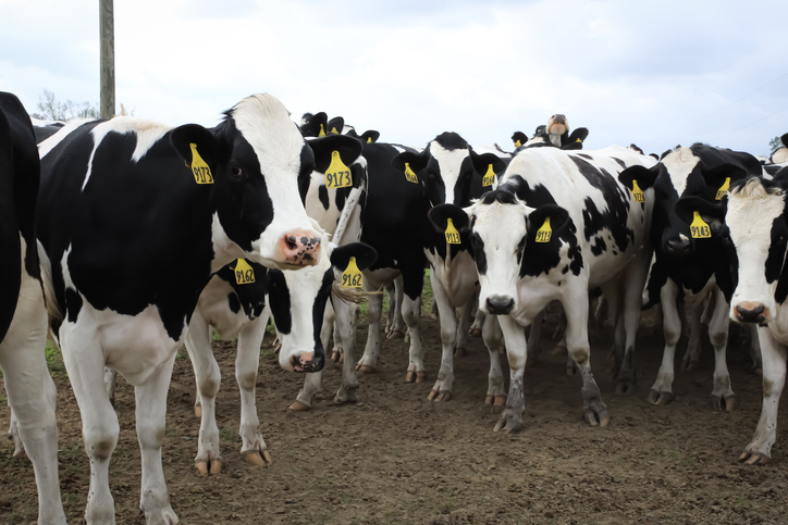 Salata Research Brief: Framework for Reducing Methane from Livestock in the United States