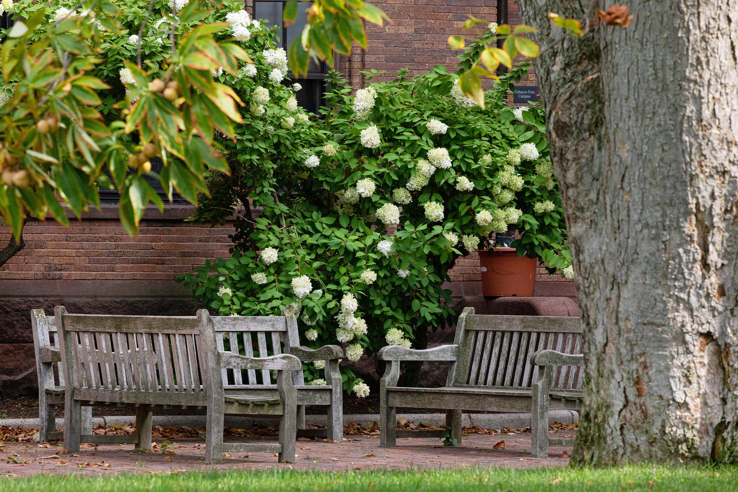 Three wooden benches surrounded by flowering bushes next to a brick building.