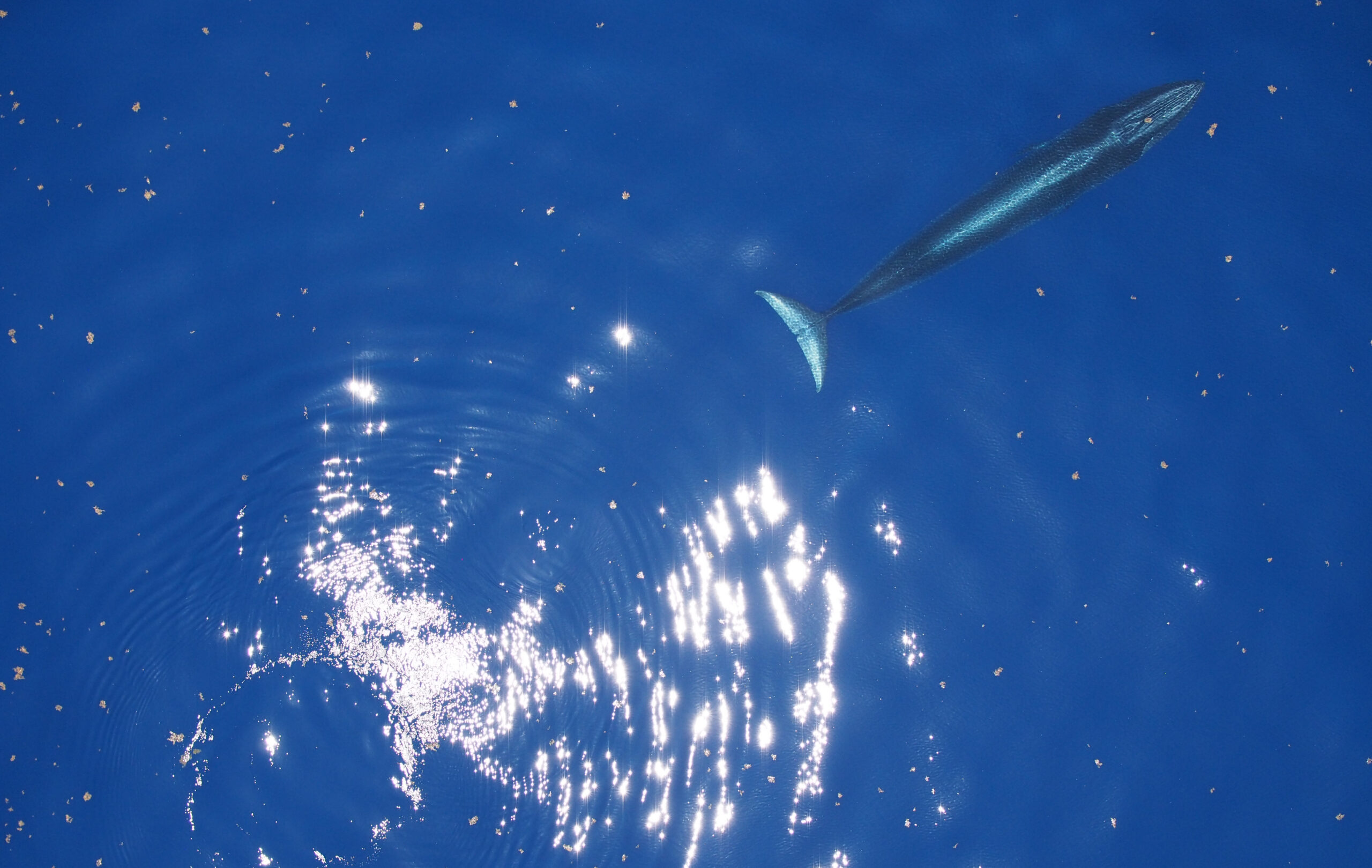 CleanLaw — The ‘God Squad’s’ Unprecedented National Security Exemption