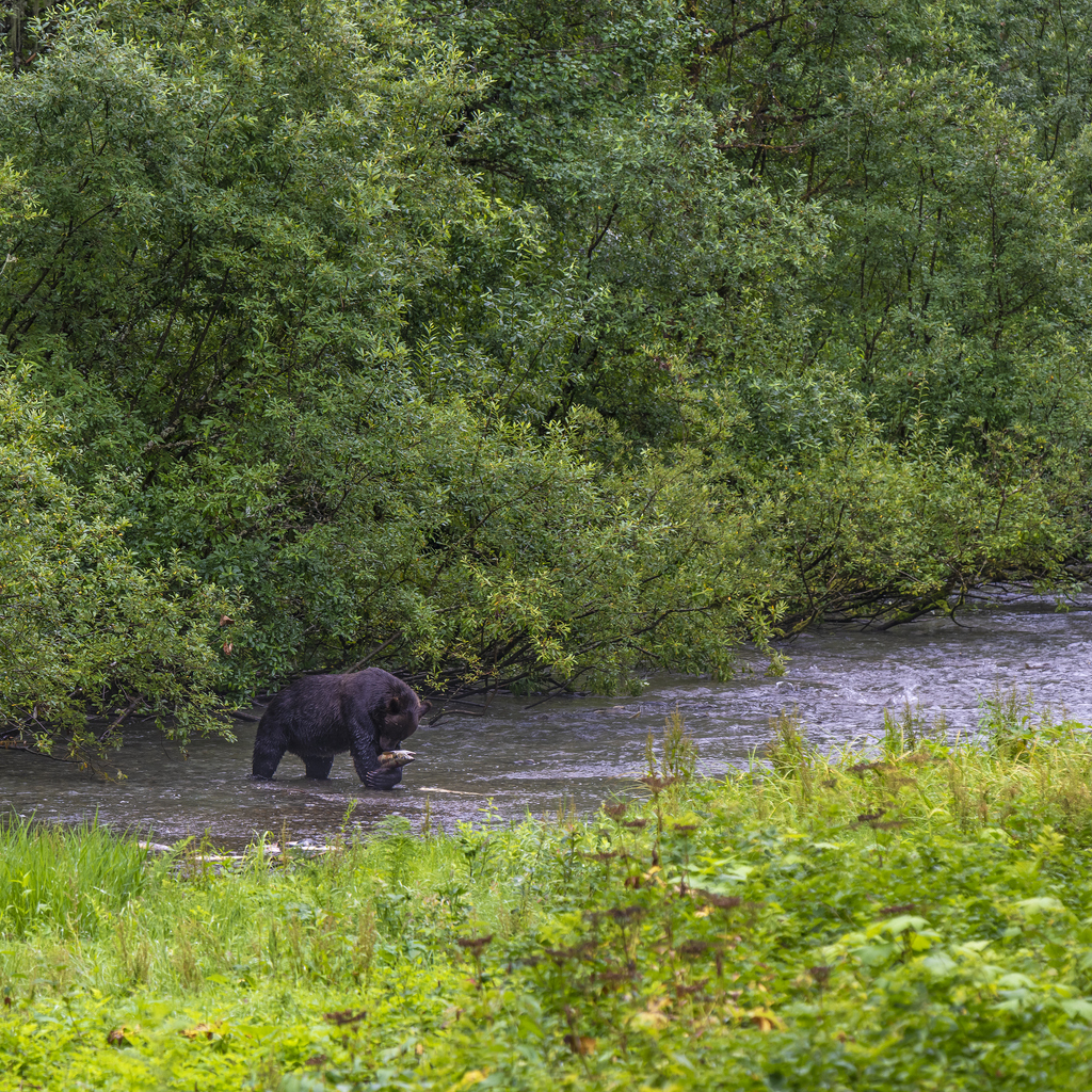 CleanLaw — Forest Service Proposes to Remove Protections from Roadless Areas